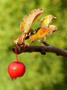 Kirche mit Herbstblättern Aufnahme: Häuser