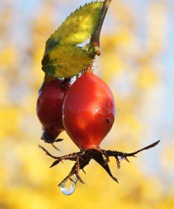 Diese Hagebutte in der Herbstsonne nahm Volker Häuser am Samstag in der Wildnis hinter Aldi an der Ruhrtalstraße auf.
